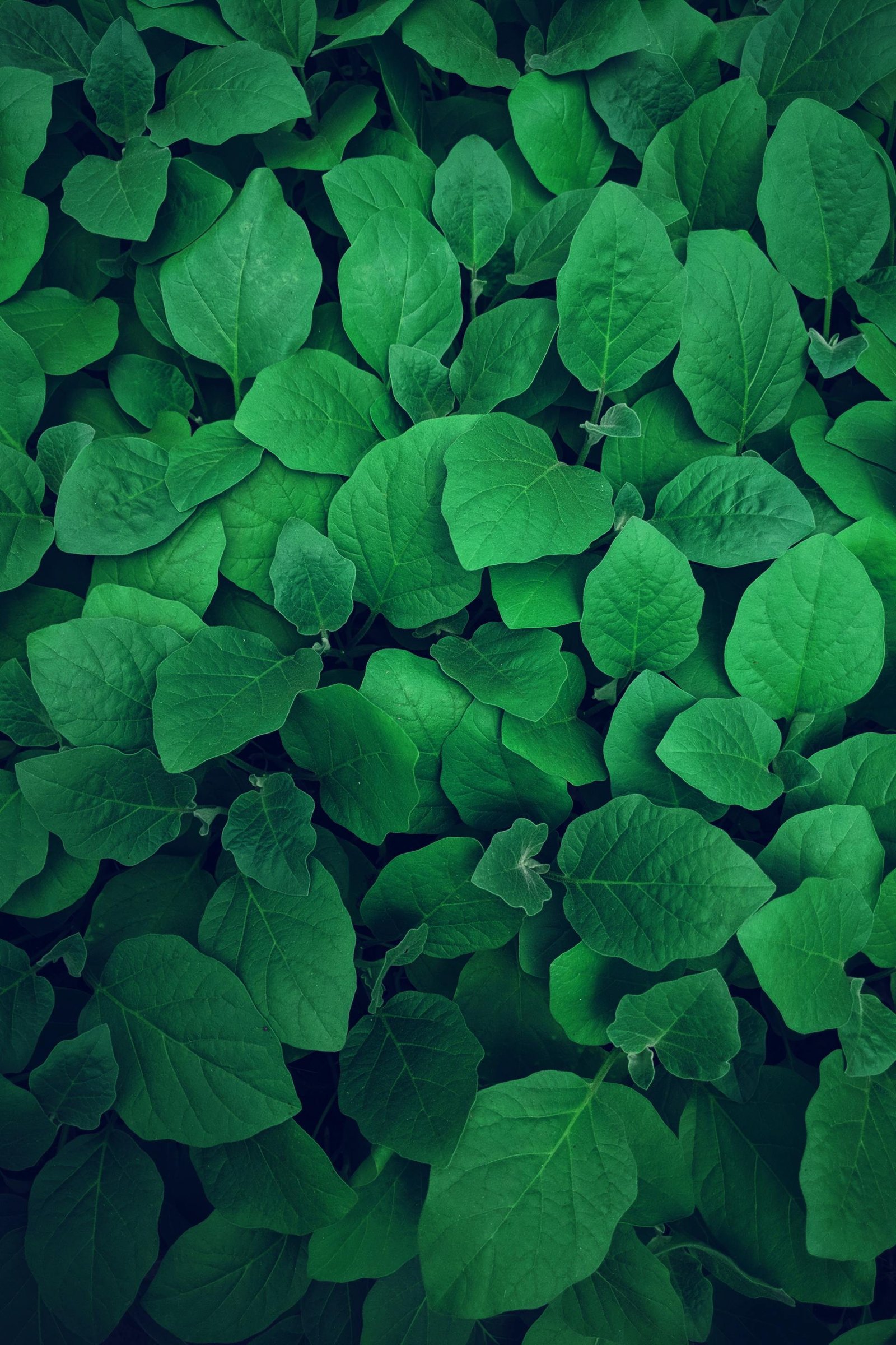 Original biodegradable product section photograph